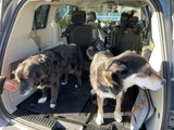 Pet Car Shield